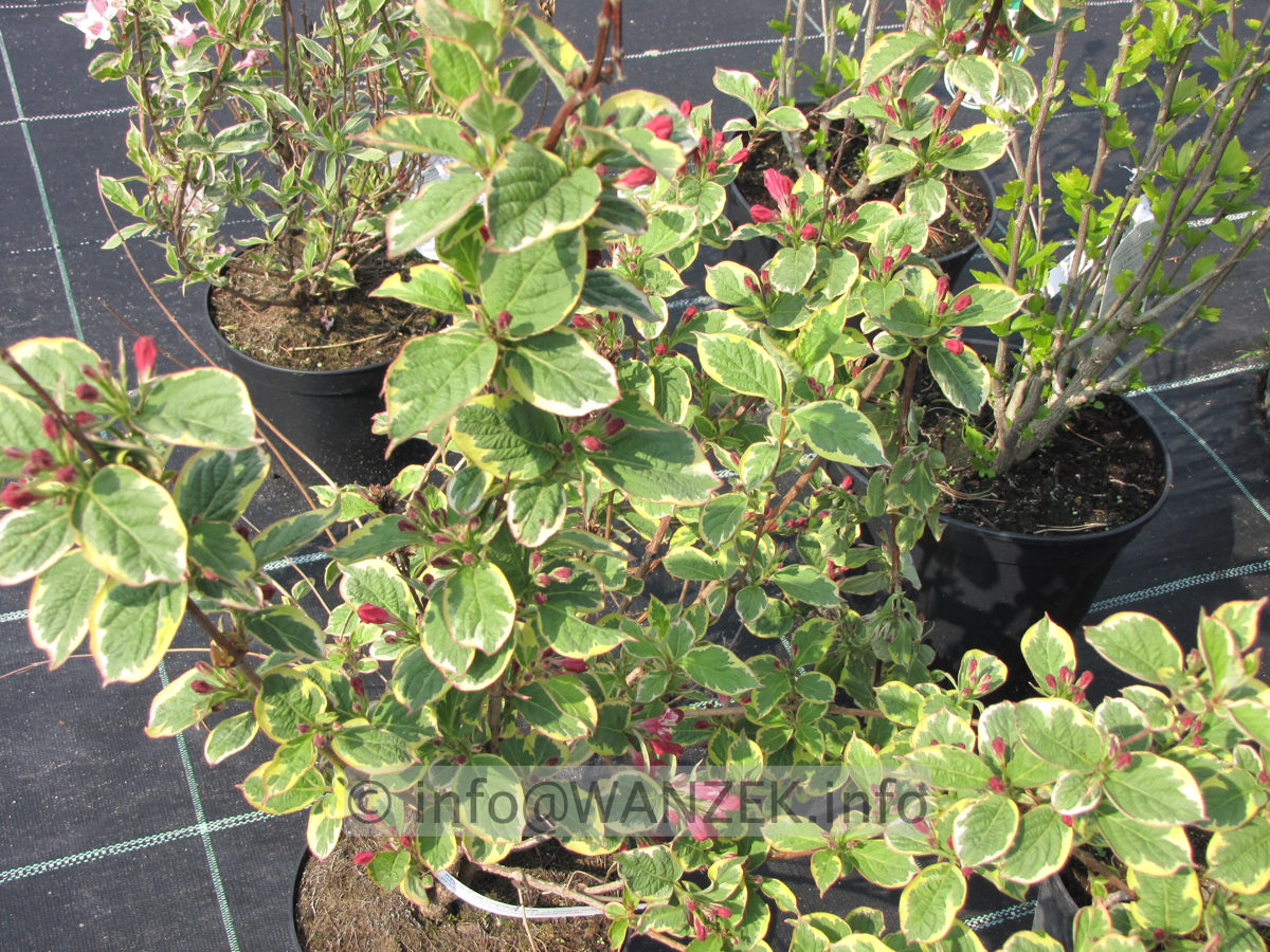 Weigela florida Nana Variegata 02.JPG